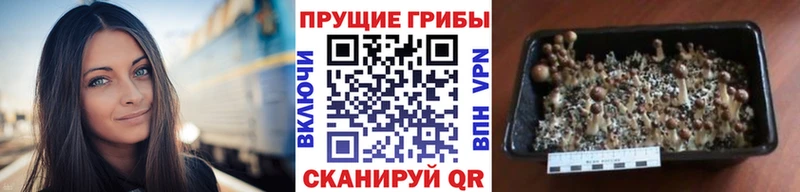 где можно купить наркотик  Новосокольники  Галлюциногенные грибы мухоморы 
